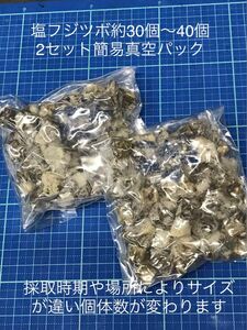 ２セット　フジツボ塩漬　クロダイ釣り　ヘチ釣り　落とし込み