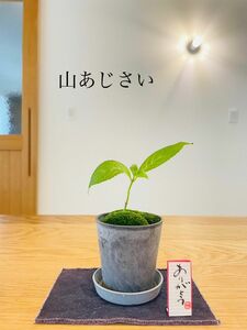 山あじさいの苔盆栽　受け皿付き　紫陽花