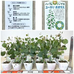 [ eucalyptus seedling *popolas~ 3 number 24 pot set reality goods free shipping ]