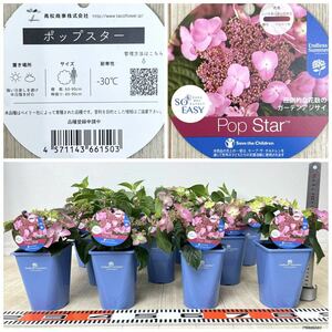 [ hydrangea seedling pops ta-11 pot set 3.5 number reality goods free shipping ]