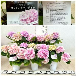 [ hydrangea cotton candy -6 pot set 4 number . season for reality goods free shipping ]