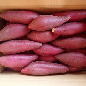 .. silk sweet 5 kilo free shipping![ superior article M size ] elegant .. sweet potato agriculture house direct delivery [poteko]... front lawn grass 