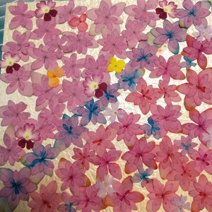 засушенный цветок материалы * розовый гортензия, фиолетовый . цветок каждый цвет |(^o^)| ⑨