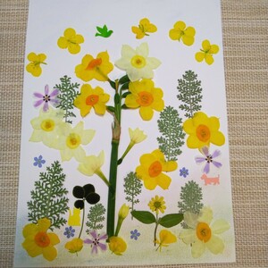  pressed flower material * narcissus |(^o^)| Part 1