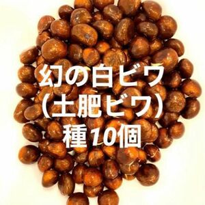 幻の白ビワ！（土肥びわ）種子10個　枇杷　種