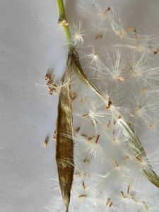 [種 5粒] 白花エブレネウム母体×白花 恵比寿笑い パキポディウム 種 自家採取