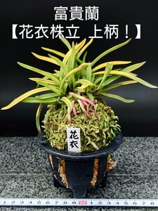 富貴蘭 【花衣株立 上柄！】風蘭 セッコク長生蘭 春蘭寒蘭