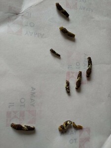 アゲハチョウの幼虫９匹　普通郵便送料込み