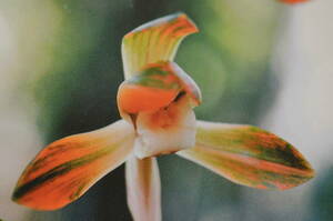  Япония весна орхидея персик гора .. цвет . цветок луговые и горные травы 