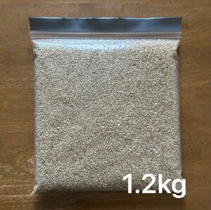 玄米 約1.2kg 23年度産 令和5年度産