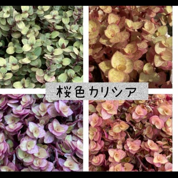 多肉植物 桜色カリシア カット苗