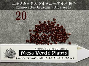 エキノカクタス グルソニー アルバ 白刺金鯱 種子 20粒+α Echinocactus Grusonii v Alba 20 seeds+α 種 サボテン