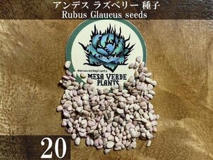 アンデス ラズベリー 種子 20粒+α Rubus Glaucus 20 seeds+α 種 Andean Raspberry