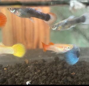 即決　ミックスグッピー　熱帯魚　10ペア(20匹)＋2〜3匹　アナカリス　ホテイアオイ　アマゾンチドメグサ水草オマケつき