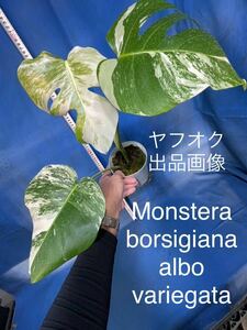 513 斑入り モンステラ ボルシギアナ　アルボ　バリエガタ Monstera borsigiana albo variegata 極斑体　全方位斑入り株　親木におすすめ