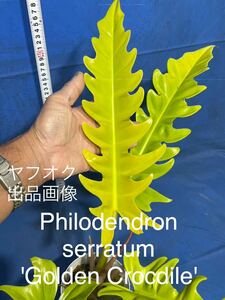 503 フィロデンドロン　セルラタム’ゴールデンクロッコダイル' philodendron serratum 'GoldenCrocodile' 黄金葉