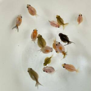  photograph actual article or goods domestic production pin pon pearl quality goods this year fish 3cm~4cm 15 pcs set NO-28