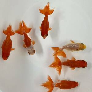  unusual Osaka golgfish this year fish 6 pcs set 7cm~9cm excellent ..NO-7