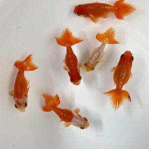 珍しい　大阪らんちゅう　当歳魚　6匹セット　7cm〜9cm 優良血統 NO-4