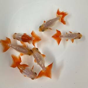 unusual Osaka golgfish this year fish 6 pcs set 7cm~9cm excellent ..NO-2