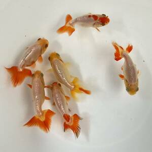  unusual Osaka golgfish this year fish 6 pcs set 7cm~9cm excellent ..NO-3
