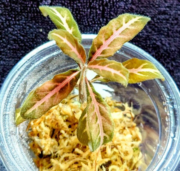 Aphelandra maculata 子株