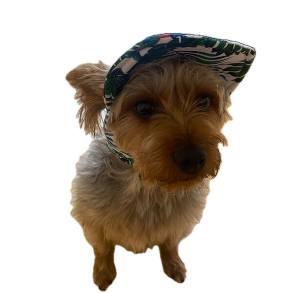 #犬用帽子#アロハ#犬服
