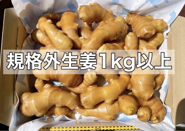 生姜1kg