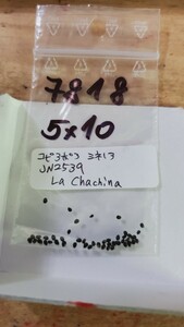 コピアポア　シネレア　黒王丸 JN2539 種子5粒