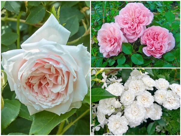 バラ挿し木、挿し穂、カット枝、ネコポス発送、3種類まとめ、送料無料、匿名発送、四季咲き、ピンク 、ホワイト、白バラ薔薇
