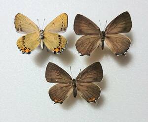 国内蝶標本 ウラキンシジミ変異個体セット