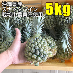 スナックパイン 5kg(約6-11玉) 沖縄県産 宜野座村産 ボゴールパイン パイナップル 栽培中農薬不使用