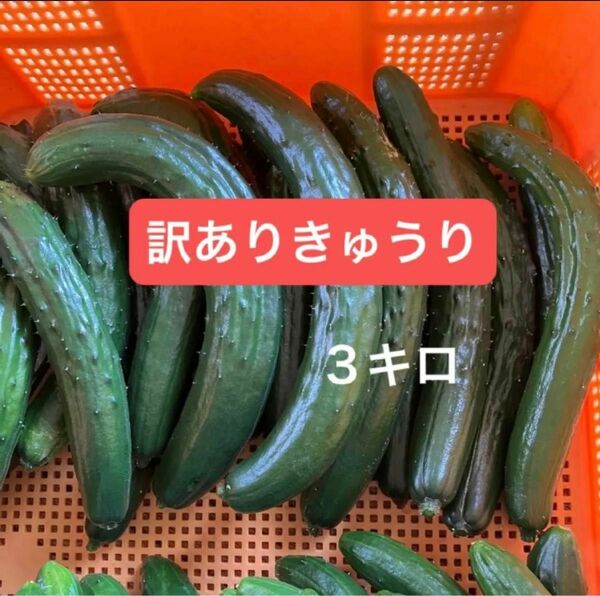 朝採り　きゅうり　訳あり　箱込み３キロ