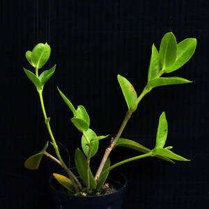 ホヤ・デンシフォリア Hoya densifolia 原種 ∂∂∂
