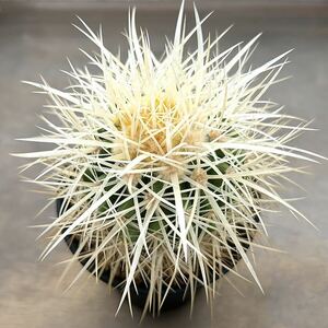 【多肉植物】サボテン・エキノカクタス 白刺金鯱　グルソニー アルビスプヌス Echinocactus grusonii var. albispinus