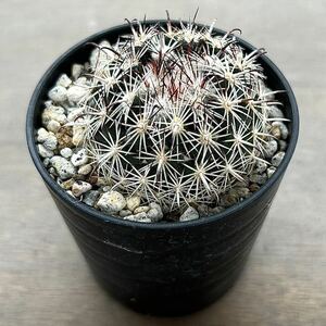 [ succulent plant ] cactus *Coryphantha hintoniorum ssp. Geoffreyii