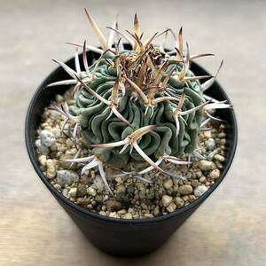 【多肉植物】サボテン・エキノフォスロカクタス 五刺玉 Echinofossulocactus pentacanthus