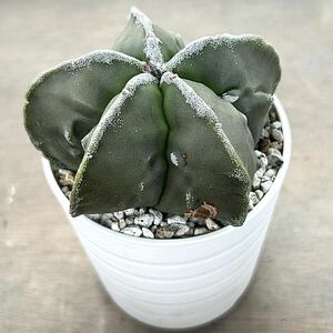 【多肉植物】サボテン・アストロフィツム　麗峰雪稜鸞鳳玉 Astrophytum myriostigma