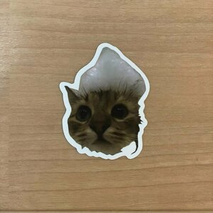 【即日発送】猫ミーム ステッカー 1枚 お風呂