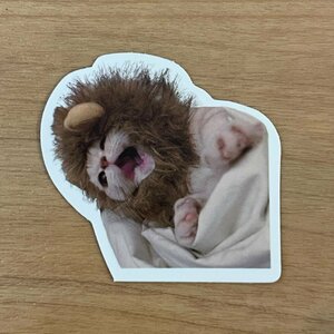 【即日発送】猫ミーム ステッカー 1枚 ライオン