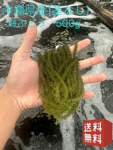 海ぶどう　茎なし500g