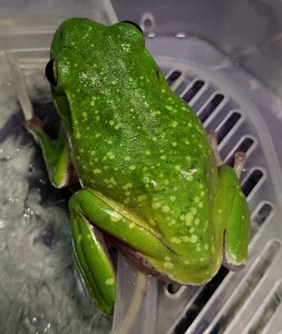  Schlegel's green tree frog . raw individual finest quality kibosi individual 1 pcs 