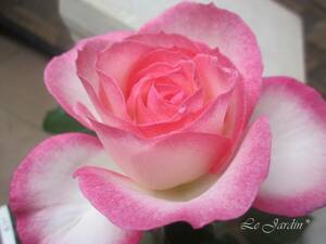 【ニコール（新苗）】フリル花弁＆白にピンクの覆輪が可愛いバラ（四季咲き）ＦＬ・フロリバンダ・四季咲き中輪