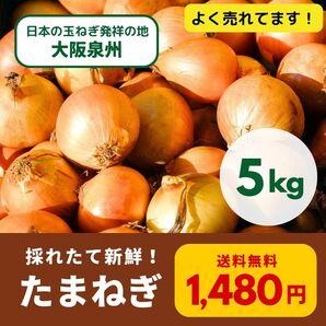 【新鮮】 【農家直送】玉ねぎ　約5.0kg　大阪泉州産　泉州たまねぎ