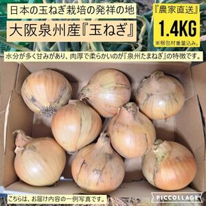 【新鮮】 【農家直送】玉ねぎ　約1.4kg　大阪泉州産　泉州たまねぎ