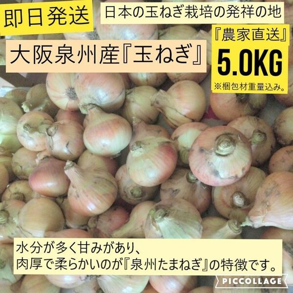 【新鮮】 【農家直送】玉ねぎ　約5.0kg　大阪泉州産　泉州たまねぎ