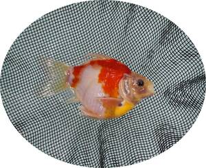 【ＫＨＦ】 金魚 玉サバ 三歳魚 雄親 （種魚）約１４Ｃｍ F03C