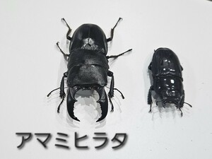 アマミヒラタクワガタペア【CBF1】同腹　AH-1