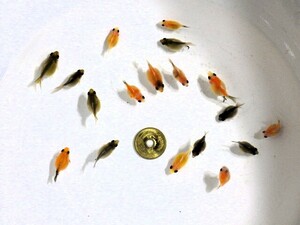 ちょうちんピンポンパールの稚魚2～3ｃｍ 10匹セット(浜松 二橋養魚場産 出目ピンポンパールから出現)2402*10-01