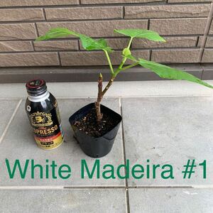 White Madeira #1苗　イチジク苗　いちじく苗